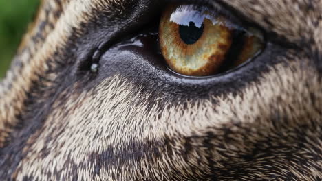 close-up of a leopard eye