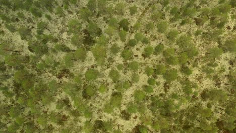 Winterwald-Baumwipfel,-Die-Tagsüber-Mit-Schönem-Neuschnee-Bedeckt-Sind