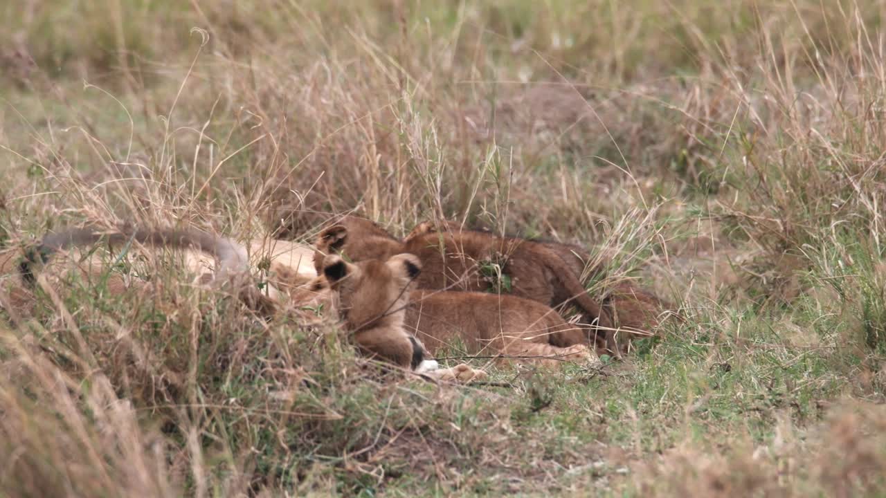 close-up shot van leeuwenwelpen die door hun ouders op hun plaats worden gezet in de serengeti
