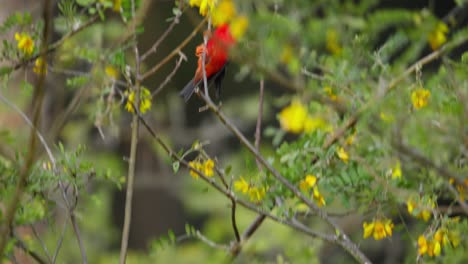 Close-up-shot-of-a-Hawaiian-honeycreeper-hopping-from-branch-to-branch-as-it-forages-among-yellow-flowers-for-nectar