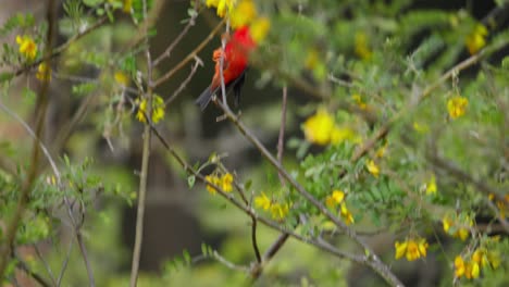 una foto de cerca de un melón hawaiano saltando de una rama a otra mientras se alimenta entre las flores amarillas en busca de néctar