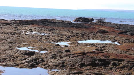 seaweed and kelp on the seashore in south west iceland near herdisarvik