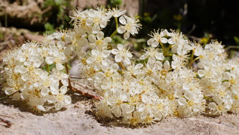 formica ant crawls across ground arriving at bundle of white yellow flowers