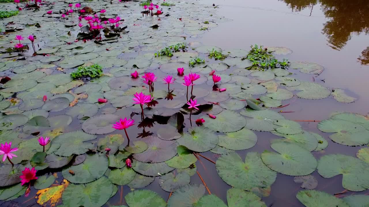 Close-up aerial shot of a tranquil pond covered in vibrant pink lotus and water lily flowers among lush green lily pads and aquatic plants