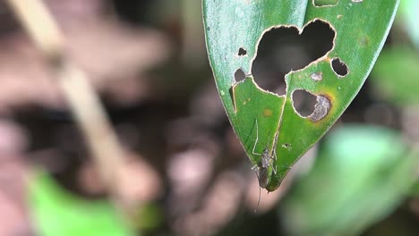 una foto de cerca de un mosquito sentado en una hoja