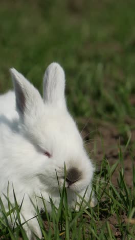 a white rabbit relaxes in a lush field inviting viewers into nature