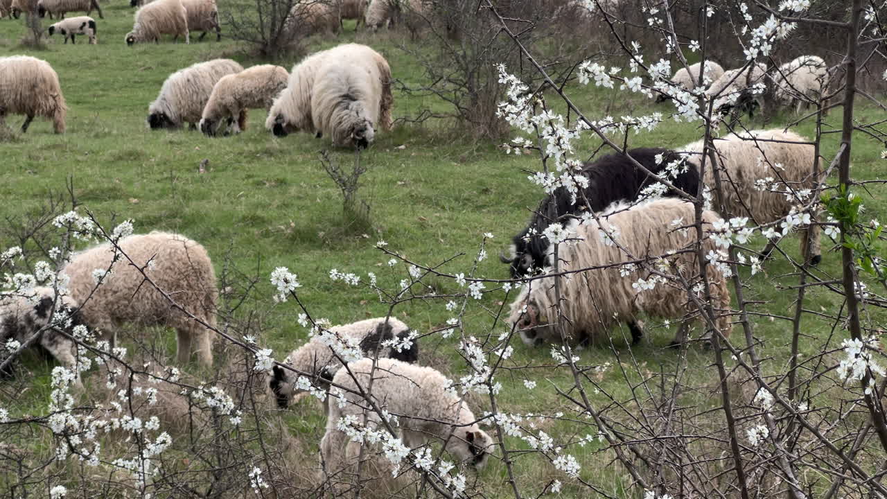 Sheep herd with one black sheep with long wool standing in a grass grazing with tree blossom in the foreground. Cloudy day. Slow motion.