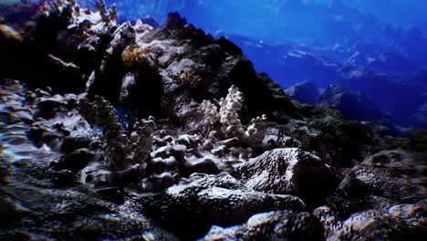 underwater mountain coral reef