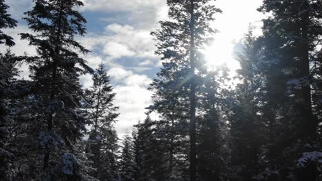 sunbeams through trees in coniferous forest while snowing