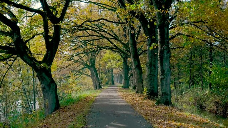 Autumn Path Through the Trees