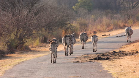 Eine-Gruppe-Zebras-Läuft-Mit-Dem-Hinterteil-Zur-Kamera-Die-Straße-Entlang