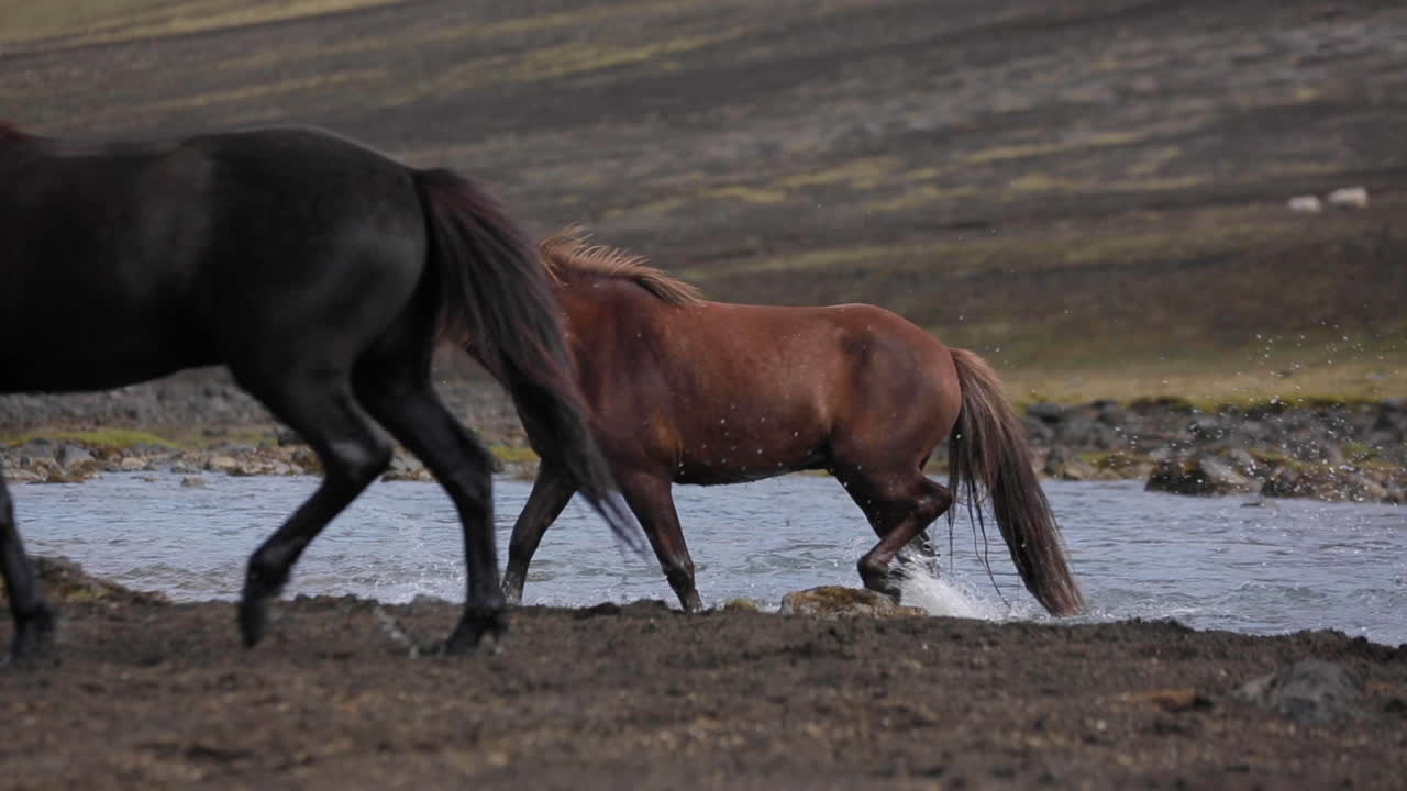 Icelandic Horses Crossing a River