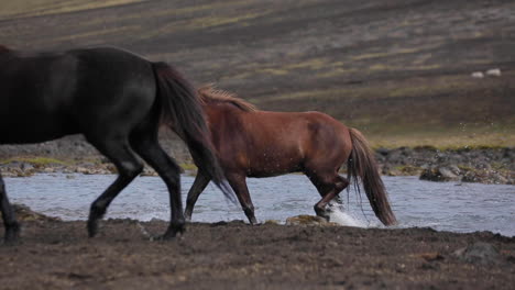 icelandic horses crossing a river