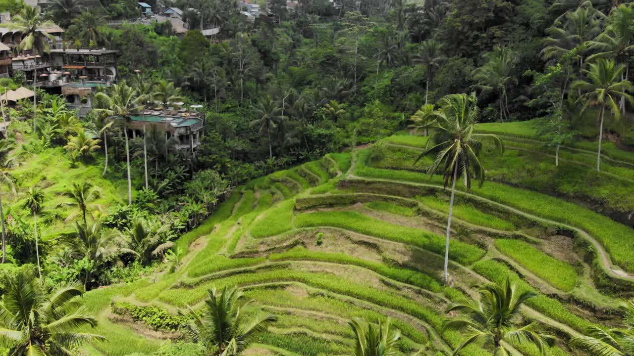 hermosas terrazas de arroz de tegallalang en bali, indonesia