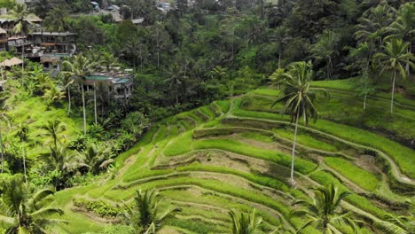 piękne tarasy ryżowe tegallalang na bali w indonezji