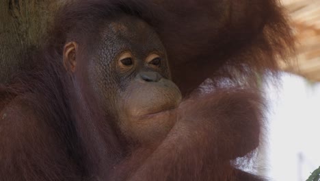 a pensive orangutan chewing fruit