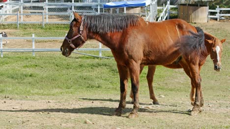 horses in a farm.