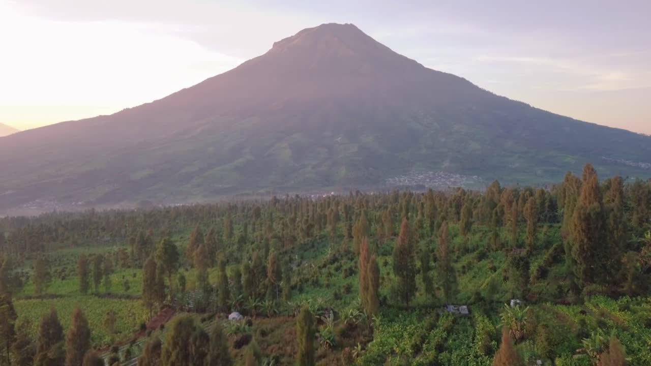 vista aérea de la plantación de tabaco rural por la mañana con una montaña gigante en el fondo durante el cielo colorido al amanecer