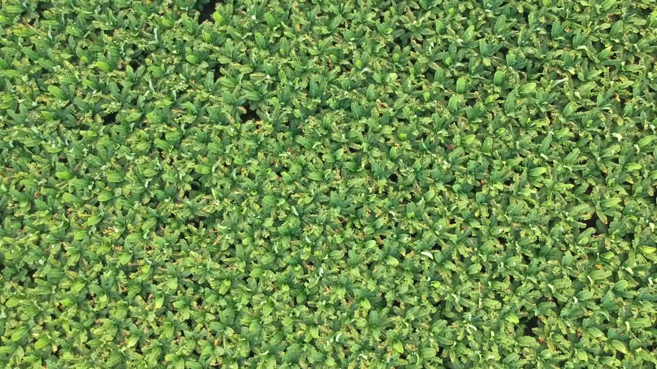 인도 바나나 농장 | 과일 | 농업 | 바나나 나무