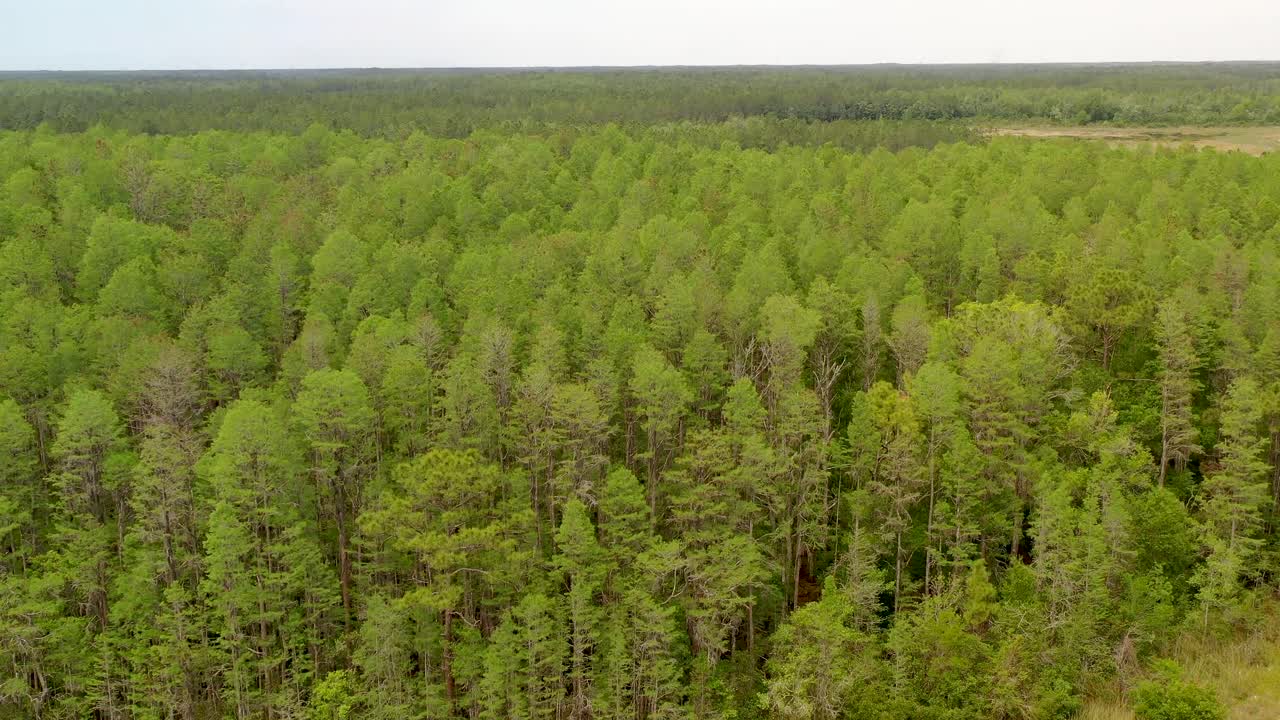 toma aérea ascendente de un frondoso bosque de pinos en land o'lakes en florida