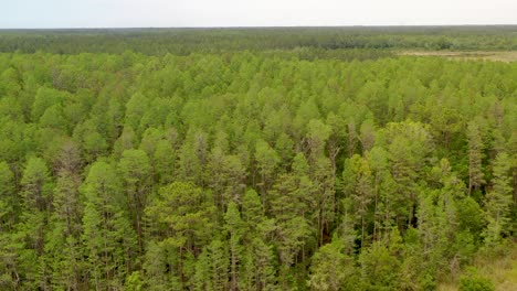 Toma-Aérea-Ascendente-De-Un-Frondoso-Bosque-De-Pinos-En-Land-O&#39;lakes-En-Florida