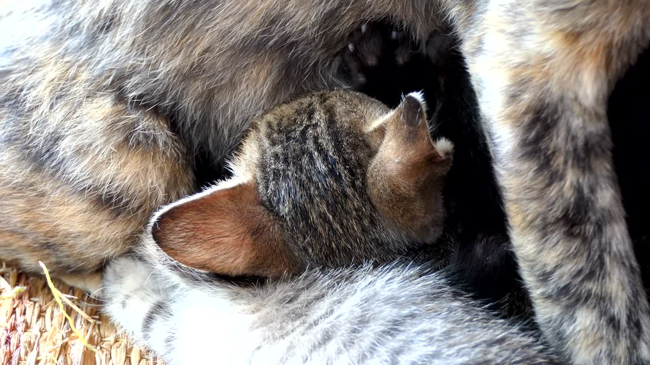 madre gato alimentando a sus gatitos