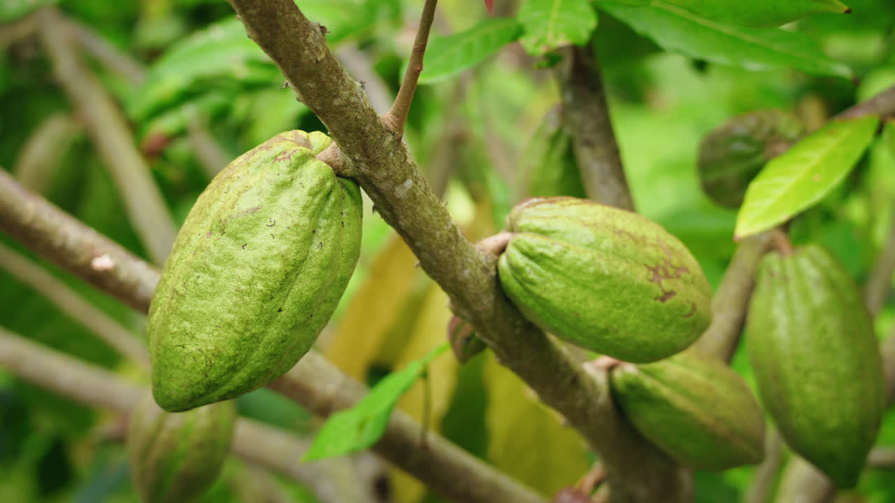 Cacao pods growing on tree branch in tropical plantation Koh Samui Thailand
