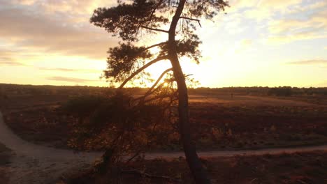 panning from ground level going to the top of a backlit pine tree at deep golden sunset creating a profile of the tree still visible in detail in a moorland surrounding