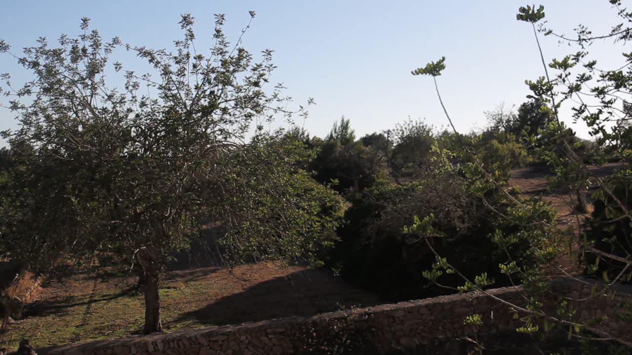 Landscape with Trees and Stone Wall