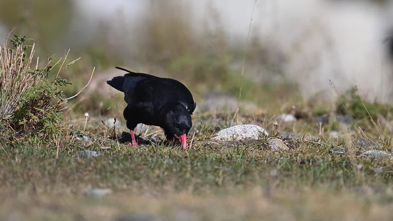 el chough de pico rojo se alimenta en el suelo