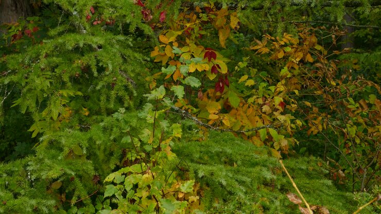 Foresta di alberi decidui e abeti coperti da un misto di colori autunnali e verdi vivaci.