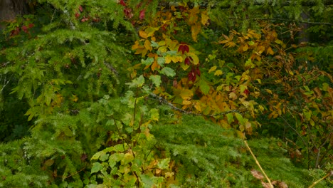 bosque de árboles caducifolios y abetos cubiertos de una mezcla de colores otoñales verdes intensos