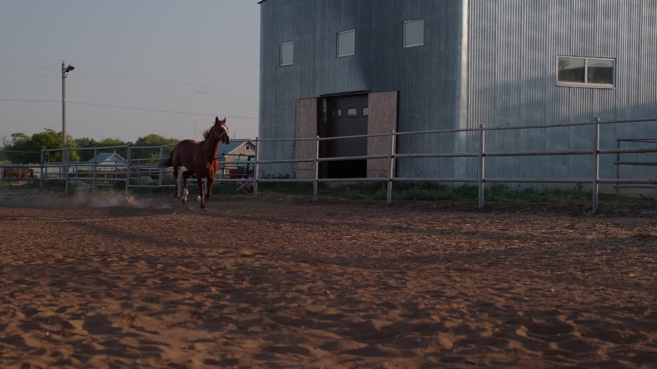 Horse Training at a Farm