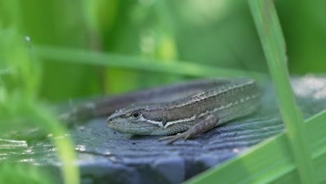 Cerca-De-Un-Lagarto-De-Hierba-Japonés-En-La-Roca