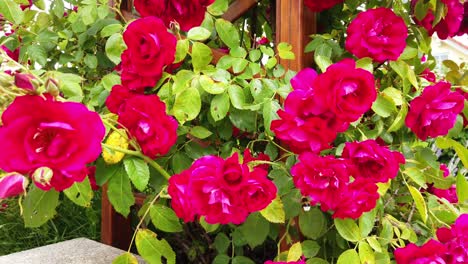 red rose bush with a bumblebee crawling out of one rose blossom to fly away