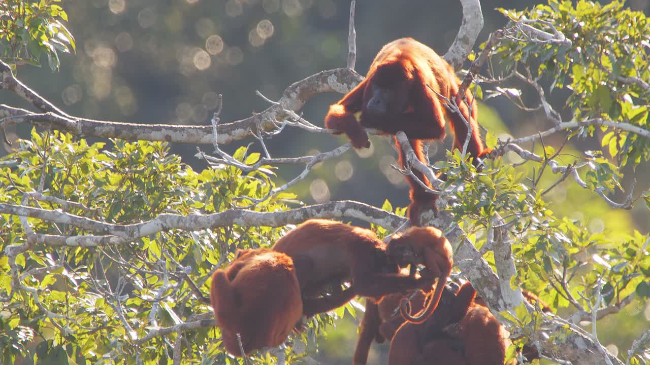 Red Howler Monkey Family Group Grooming and Interacting in Tree with Baby in Tambopata, Peru