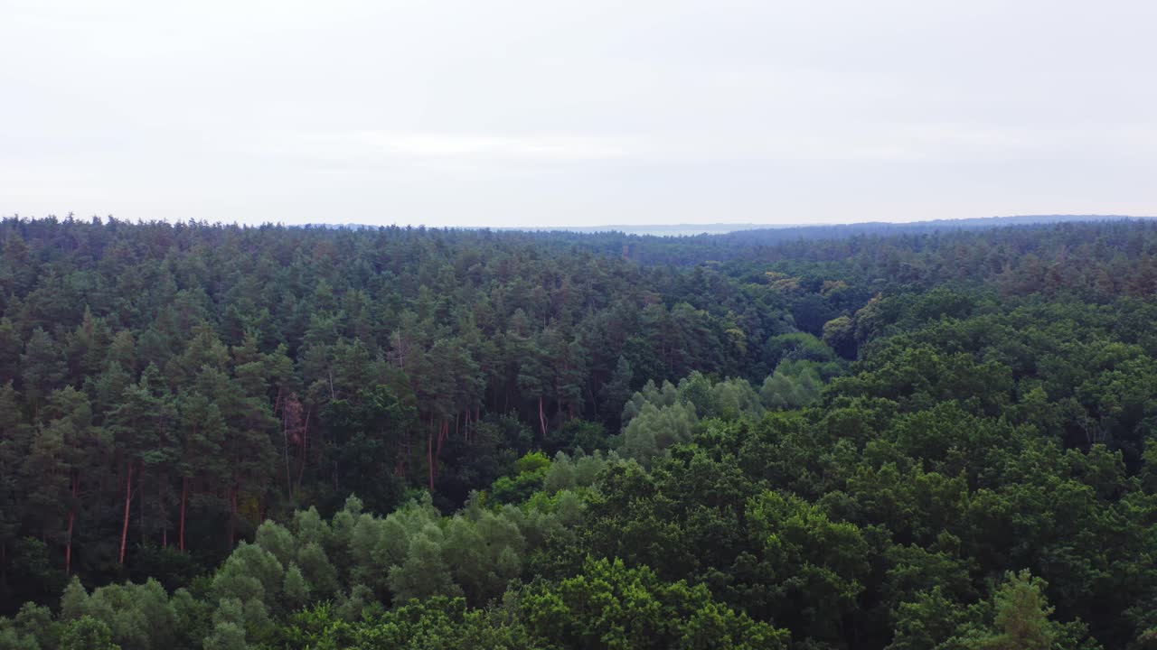 Beautiful scenery of woods. Flight over the green treetops under clear sky. Panoramic view of forest in summer. Aerial view.