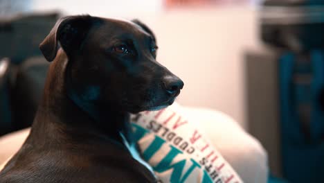 family dog looking in slow motion, black dog, calm energy