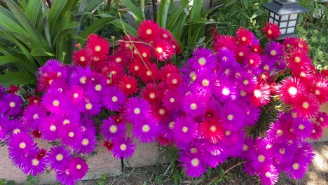 High-quality-and-very-striking-filming-of-a-garden-area-where-we-see-the-Lampranthus-plant-in-two-colors-of-fuchsia-pink-and-bright-red,-a-small-solar-lamp-and-a-variety-of-green-plants