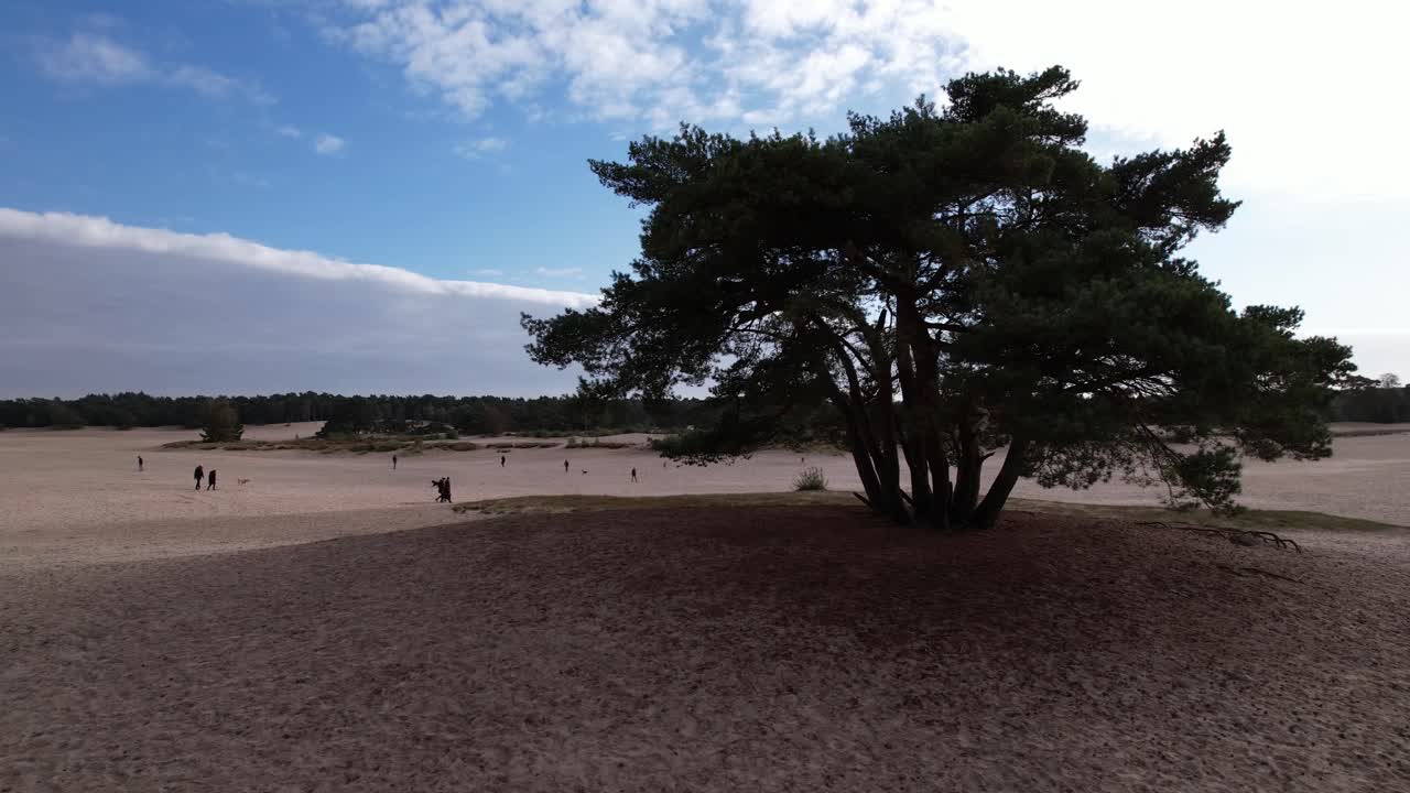 bandeja aérea giratoria de pino solitario en una colina en medio de las dunas de arena de soesterduinen en los países bajos con cielo azul y manta de nubes detrás