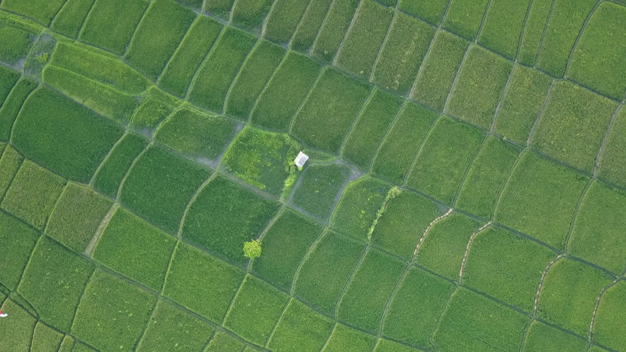 producción de alimentos vista aérea de exuberante arroz verde