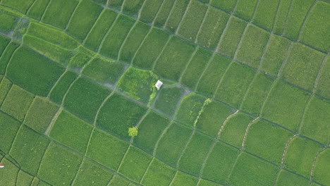 producción de alimentos vista aérea de exuberante arroz verde