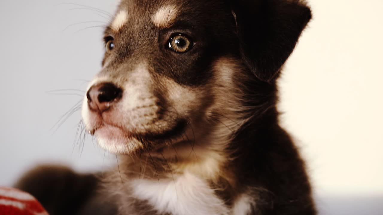 varias tomas de primer plano de un cachorro soñoliento a la luz del atardecer
