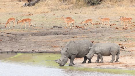 toma amplia de una vaca rinoceronte blanca y su ternero bebiendo en un pozo de agua con impalas moviéndose por el fondo, parque nacional kruger