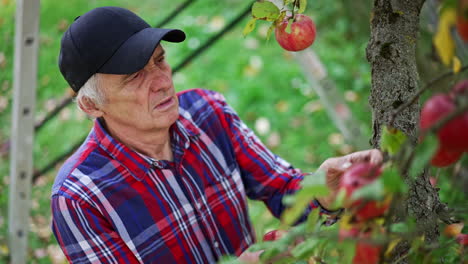 man in black cap and bright shirt stand near the tree picking apples. farmer working in his garden gathering harvest of fruit. view from top.