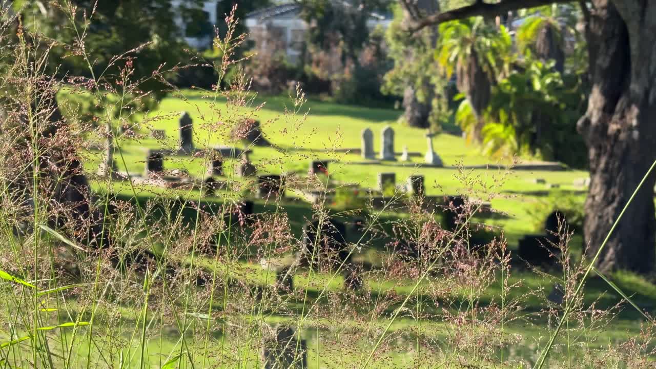 Graveyard in a old field