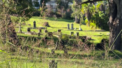graveyard in a old field