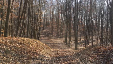 Walking-on-a-forest-road,-early-spring-season