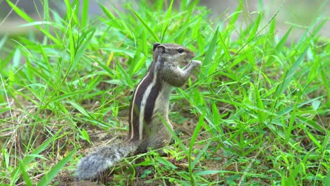 野原で草を食べるリス