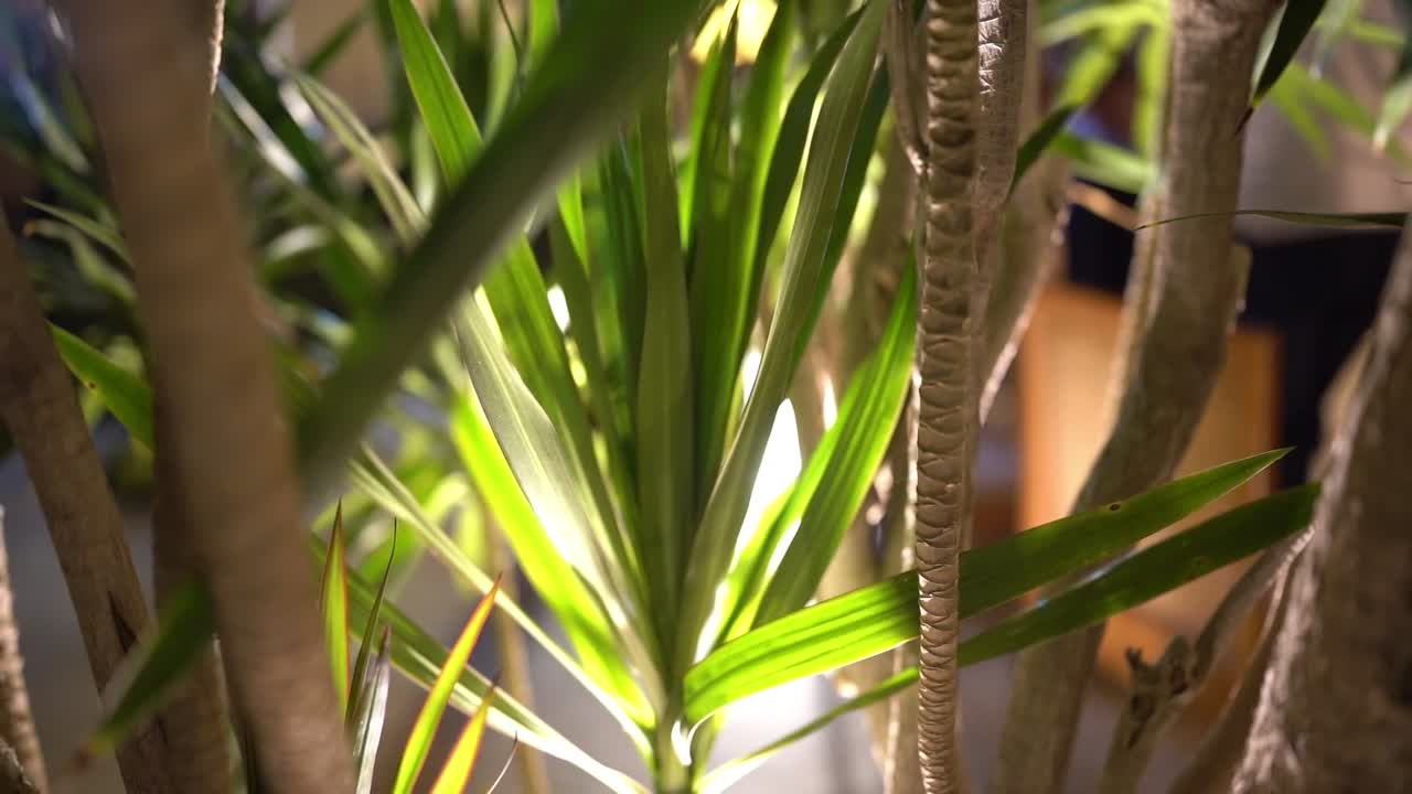 큰 나무의 전망, 근접 촬영, 낮은 각도 촬영